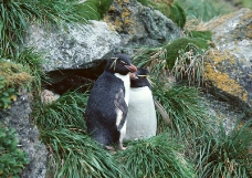 企鹅世界0045