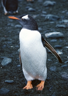 企鹅世界0003