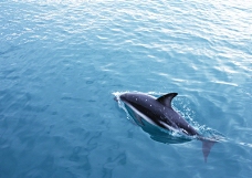 鲸鱼鲨鱼海豚0053