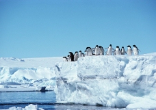 企鹅世界0055