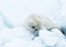 海狮冰雪熊0055