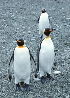 企鹅世界0002