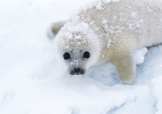 海狮冰雪熊0054