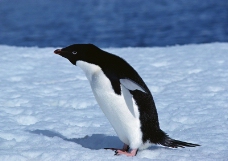 企鹅世界0042
