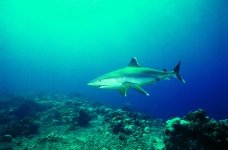 鲸鱼鲨鱼海豚0032