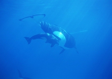 鲸鱼鲨鱼海豚0044