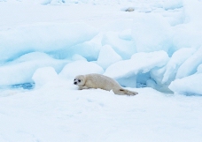 海狮冰雪熊0057