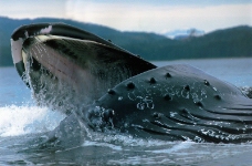 鲸鱼鲨鱼海豚0002