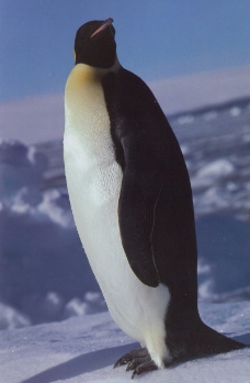企鹅世界0014