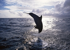 鲸鱼鲨鱼海豚0062