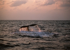 鲸鱼鲨鱼海豚0006
