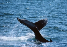 鲸鱼鲨鱼海豚0013