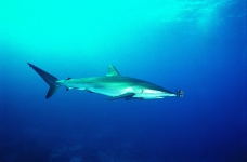 鲸鱼鲨鱼海豚0026