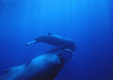 鲸鱼鲨鱼海豚0074