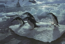企鹅世界0058