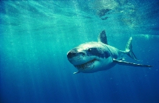 鲸鱼鲨鱼海豚0029