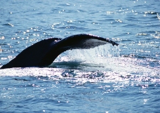 鲸鱼鲨鱼海豚0012