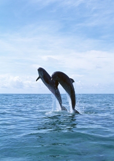 鲸鱼鲨鱼海豚0088