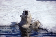 海狮冰雪熊0018