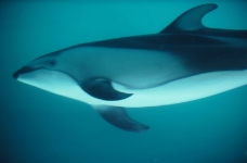 鲸鱼鲨鱼海豚0080