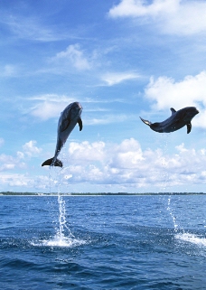 鲸鱼鲨鱼海豚0084