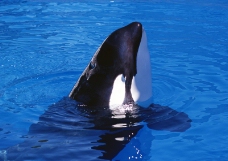 鲸鱼鲨鱼海豚0010