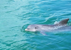 鲸鱼鲨鱼海豚0051