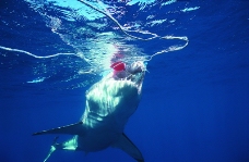 鲸鱼鲨鱼海豚0037