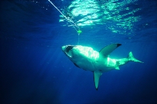 鲸鱼鲨鱼海豚0024