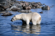 海狮冰雪熊0016