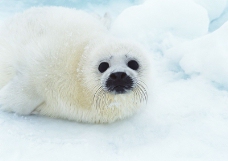 海狮冰雪熊0052