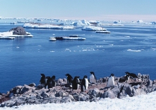 企鹅世界0052