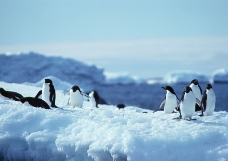 企鹅世界0051