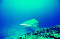 鲸鱼鲨鱼海豚0040
