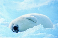 海狮冰雪熊0029