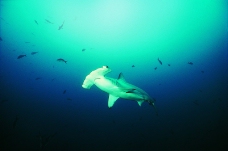 鲸鱼鲨鱼海豚0033