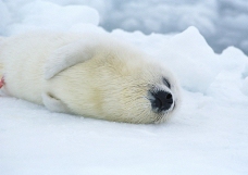 海狮冰雪熊0053
