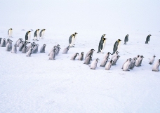 企鹅世界0050