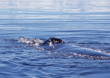 鲸鱼鲨鱼海豚0020