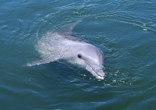 鲸鱼鲨鱼海豚0049