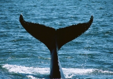 鲸鱼鲨鱼海豚0017