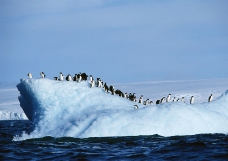企鹅世界0056