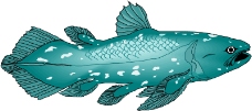 海洋动物0625