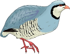 鸟类动物0043