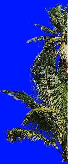 热带树群0026