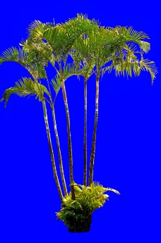 热带树群0030