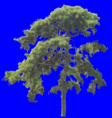 大副树木0079