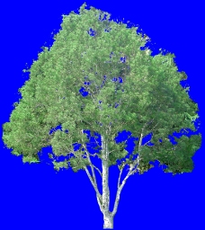 大副树木0071