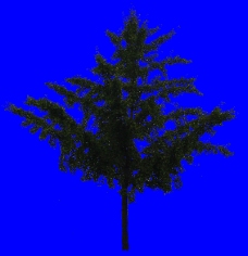 大副树木0088