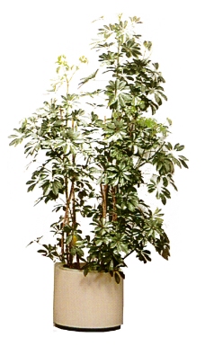 盆栽植物0238
